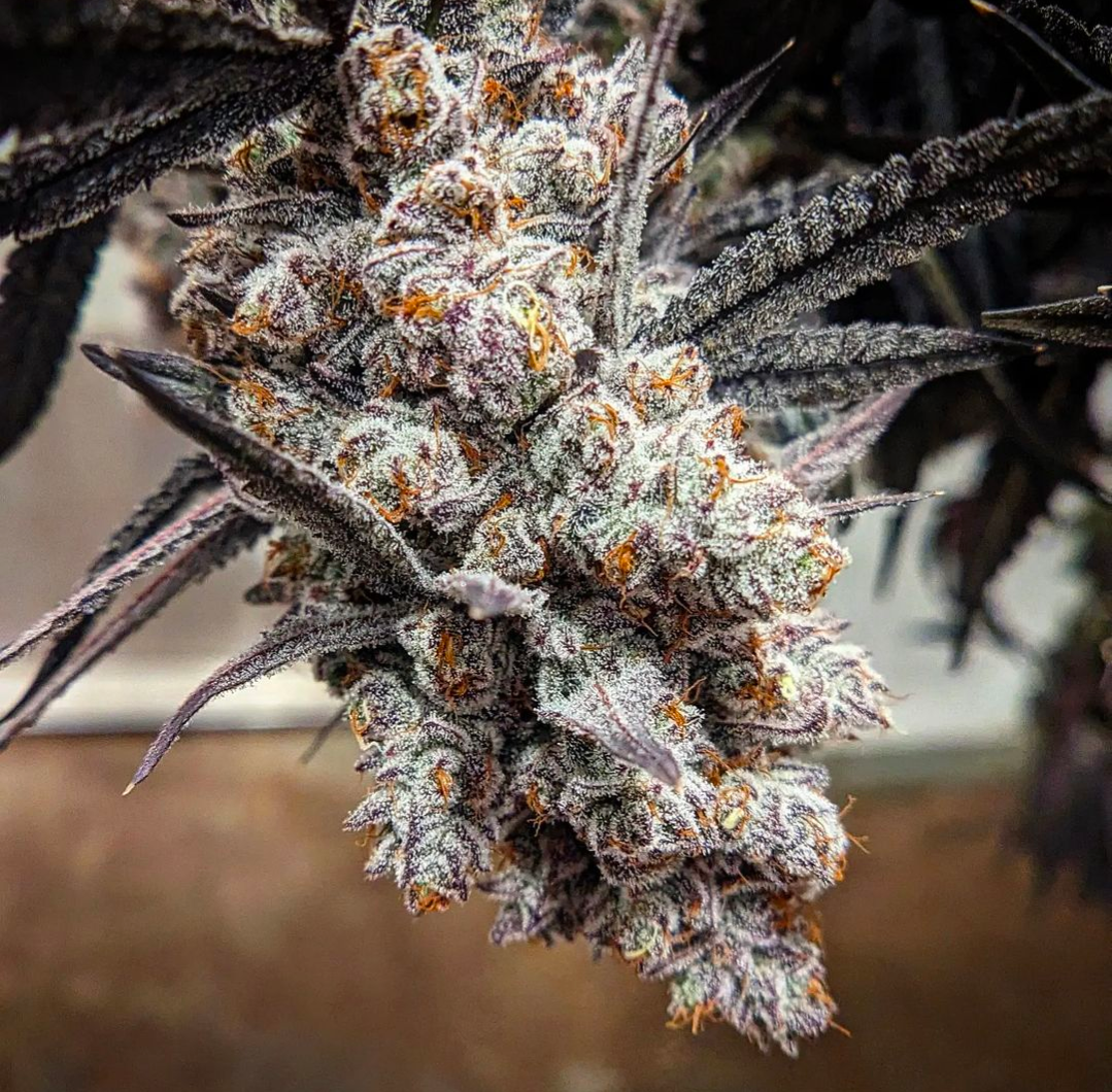 Duxelles F1 (regular seeds)