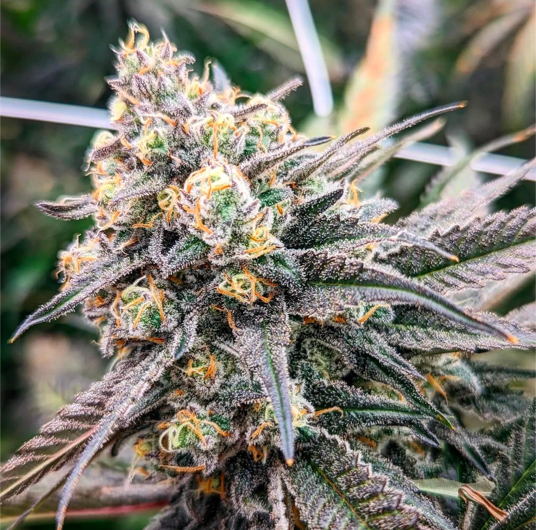 Lembas Dough BX1 (regular seeds)
