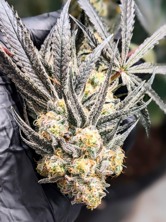 Aboleth F1 (regular seeds)