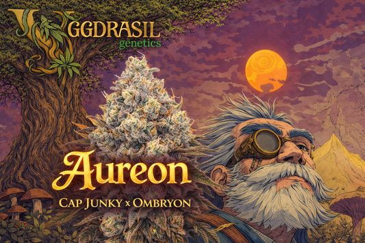 Aureon F1 (Cap Junky x Ombryon)