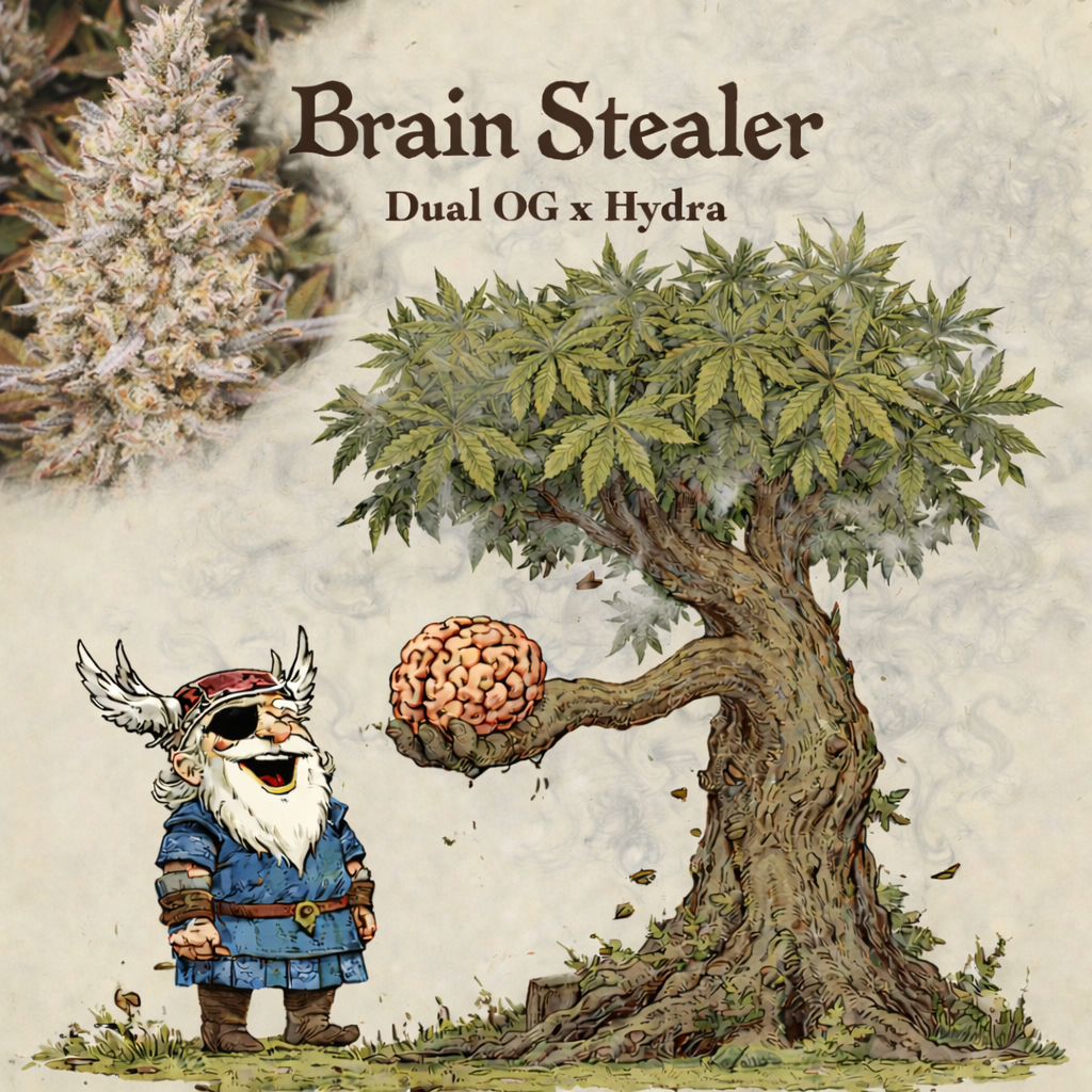 Brain Stealer F1 ( Hydra x Dual OG )