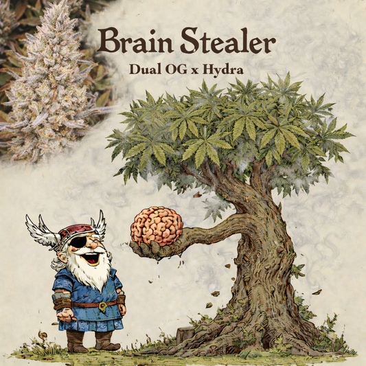 Brain Stealer F1 ( Hydra x Dual OG )