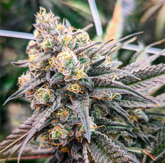 Lembas Dough BX1 (regular seeds)