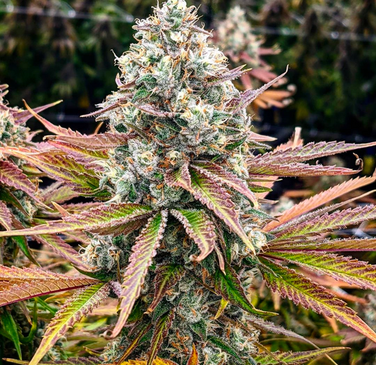 Marduk F1 (regular seeds)