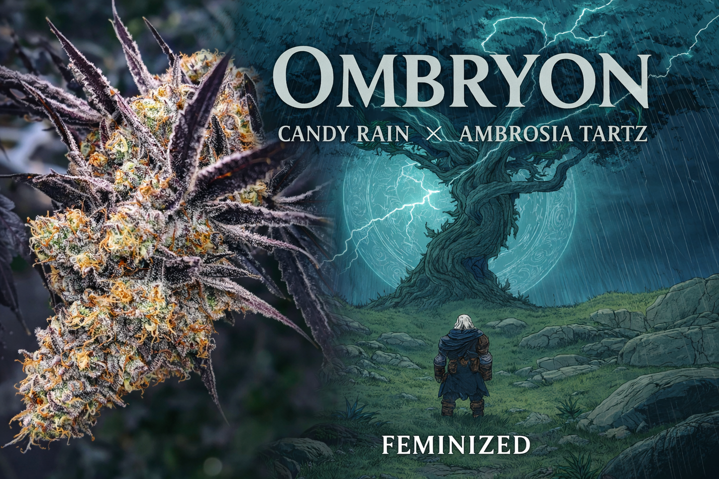 Ombryon F1 (Feminized)